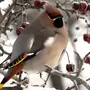 Зимующие Птицы Урала