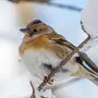 Зимующие птицы урала