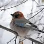 Зимующие птицы урала