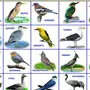Виды птиц и их названия