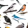 Виды птиц и их названия