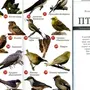 Виды Птиц И Их Названия