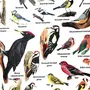 Виды Птиц И Их Названия