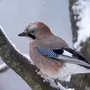 Птицы Костромской Области