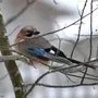 Птицы костромской области