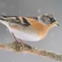 Зимующие птицы воронежской области с названиями