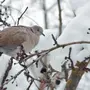 Зимующие Птицы Воронежской Области С Названиями