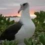 Картинки птица альбатрос