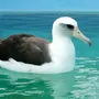 Картинки птица альбатрос