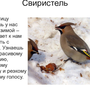 Зимующие птицы астраханской области