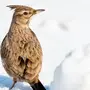 Птицы волгоградской области с названиями