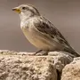 Птицы волгоградской области с названиями
