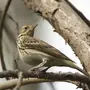 Птицы Татарстана