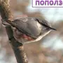 Птицы татарстана