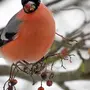 Снегирь птицы самка