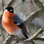 Снегирь птицы самка