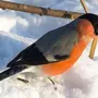 Снегирь птицы