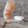 Картинки птица ибис