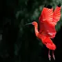 Картинки птица ибис