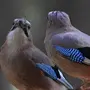 Сойка птица самец и самка