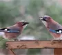 Сойка птица самец и самка