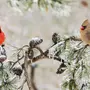 Птицы зимой в лесу красивые