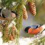 Птицы Зимой В Лесу Красивые