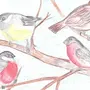 Птицы россии рисунки