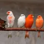 Комнатные Птицы