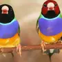 Комнатные птицы