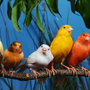 Комнатные птицы