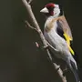 Щеглы птица самец и самка