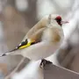 Щеглы птица самец и самка