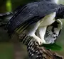 Картинки птица гарпия