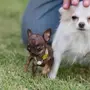 Самая маленькая собака