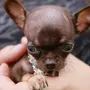 Самая маленькая собака