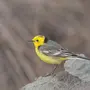 Птица Трясогузка