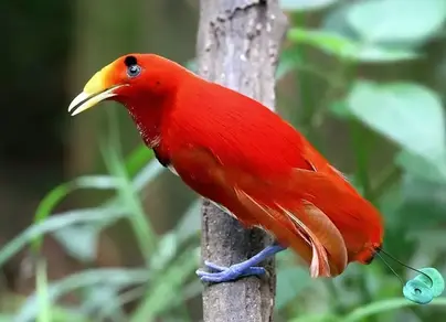 Красивые птицы с названиями