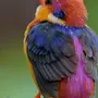 Красивые Птицы С Названиями