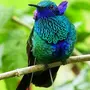 Красивые птицы с названиями