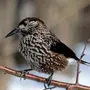 Птицы иркутской области