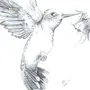 Картинки Птиц Карандашом