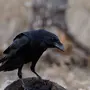 Птица ворона