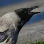 Птица ворона