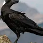 Птица Ворона