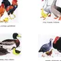 Домашние птицы картинки для детского сада