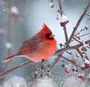 Птицы зимой картинки красивые
