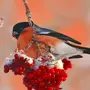 Птицы зимой картинки красивые