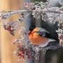 Птицы Зимой Картинки Красивые