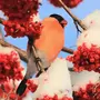 Птицы Зимой Картинки Красивые